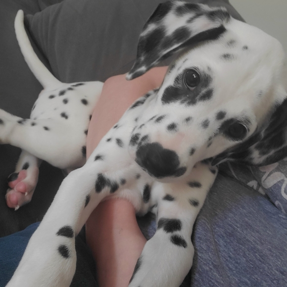 Meet Max! - Picture 2 of 14